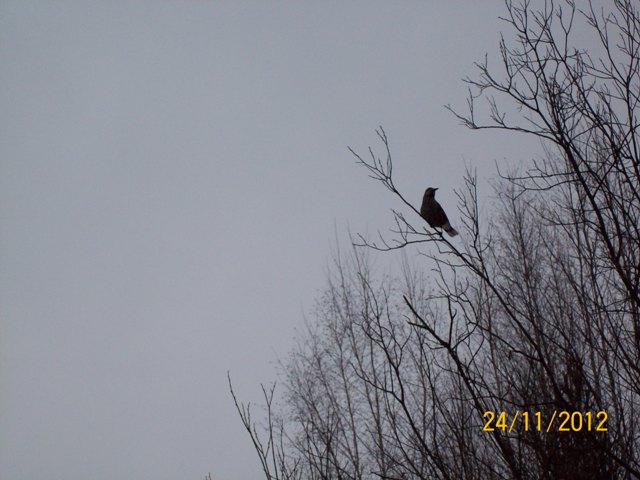 100_6972.JPG