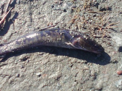 IMG_20160508_084932ошо.jpg