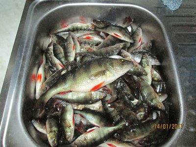 IMG_0557.JPG