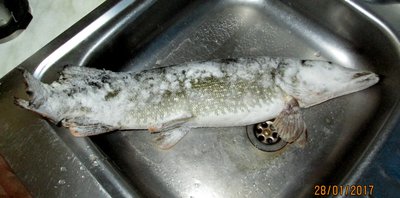 IMG_0568.JPG