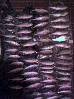 IMG0022A.jpg