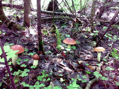 IMG_20150716_101956.jpg