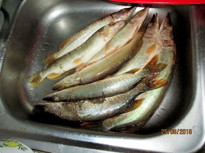 IMG_0387.JPG