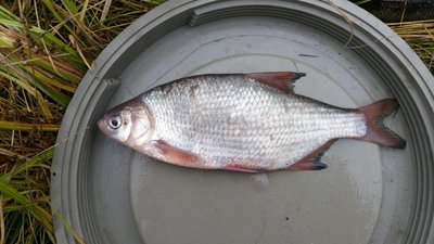 г3.JPG
